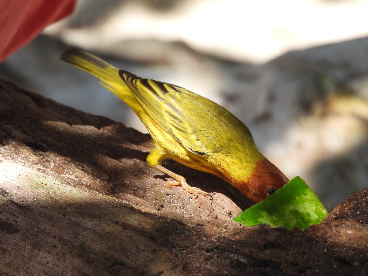 Yellow Warbler - Ricardo Bedia