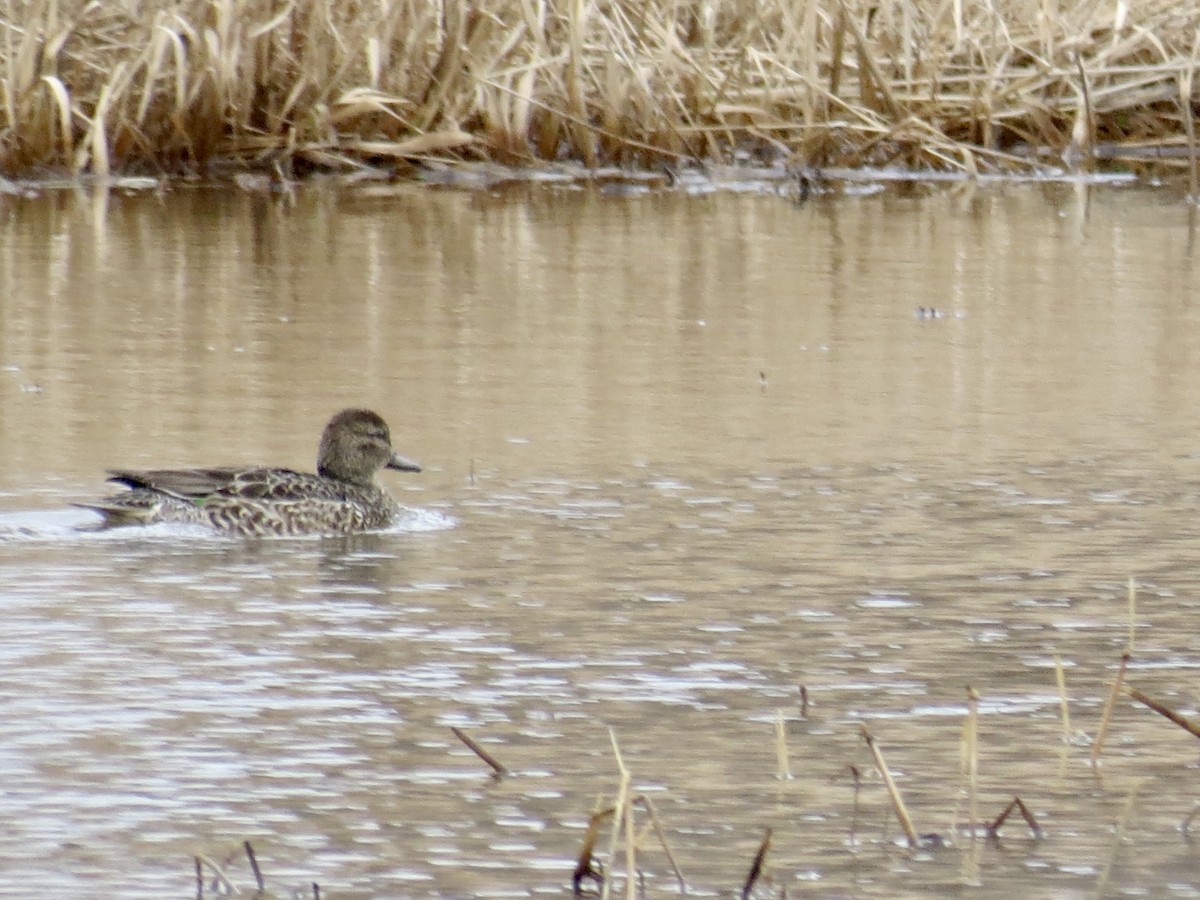 Green-winged Teal - ML613166800