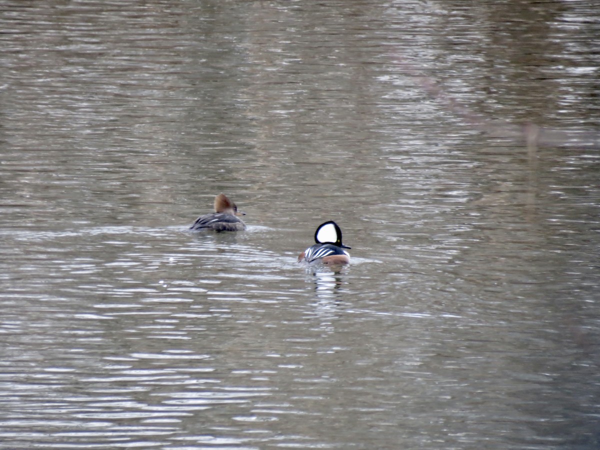 Hooded Merganser - ML613166828