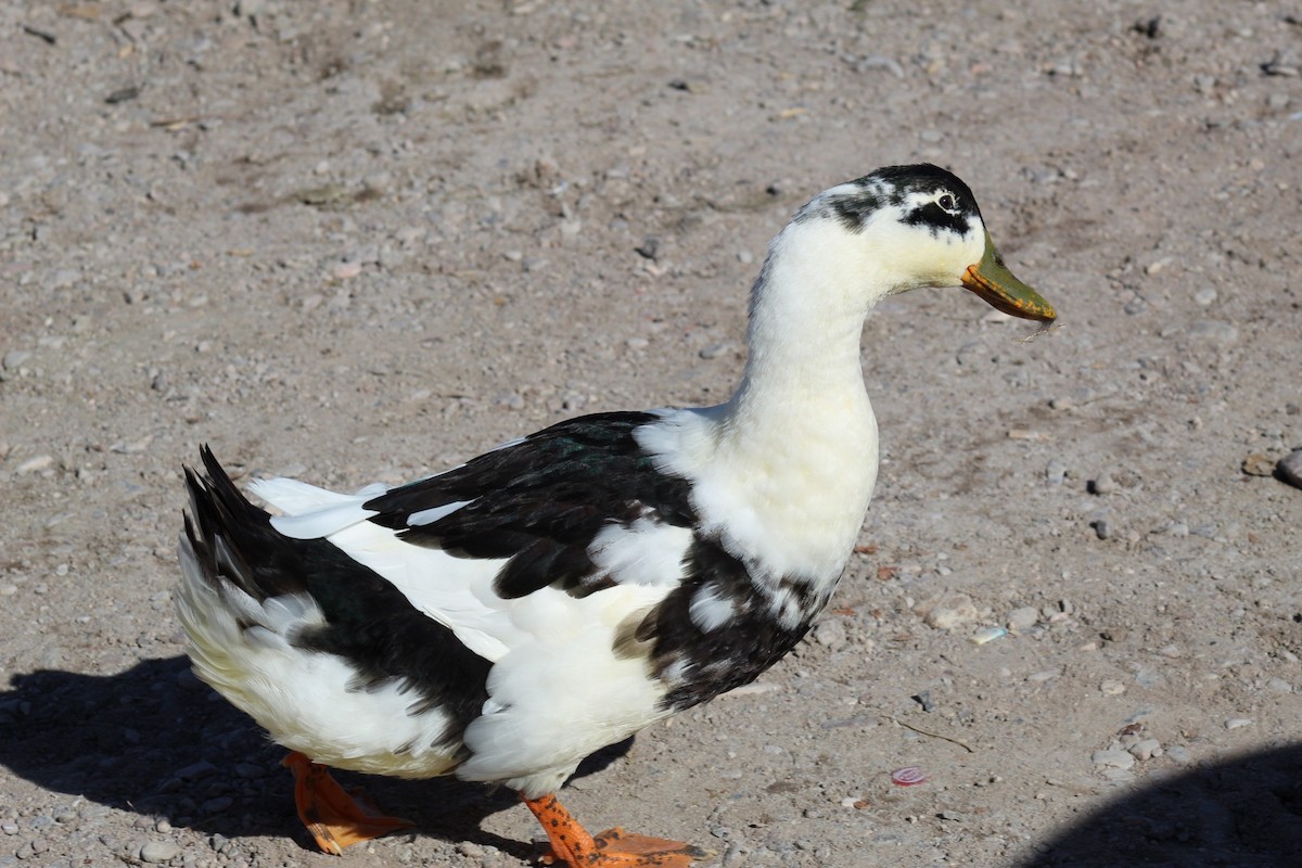 Muscovy Duck (Domestic type) - ML613166842