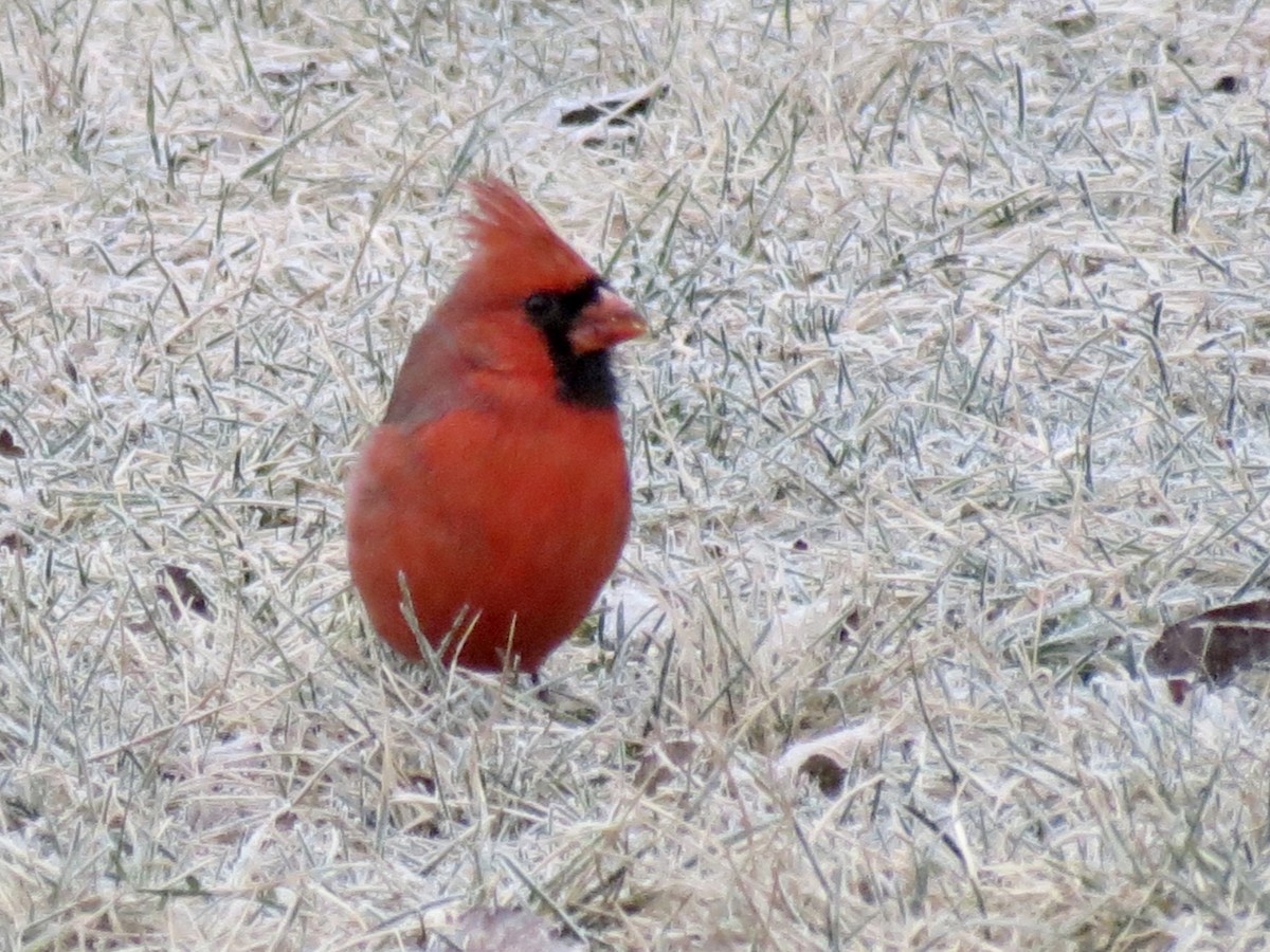 Cardinal rouge - ML613166893