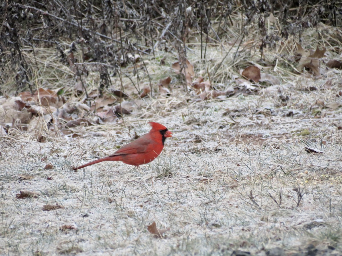 Cardinal rouge - ML613166894
