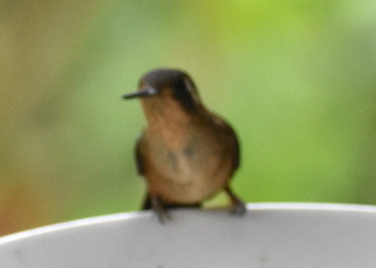 Speckled Hummingbird - Troy Blodgett