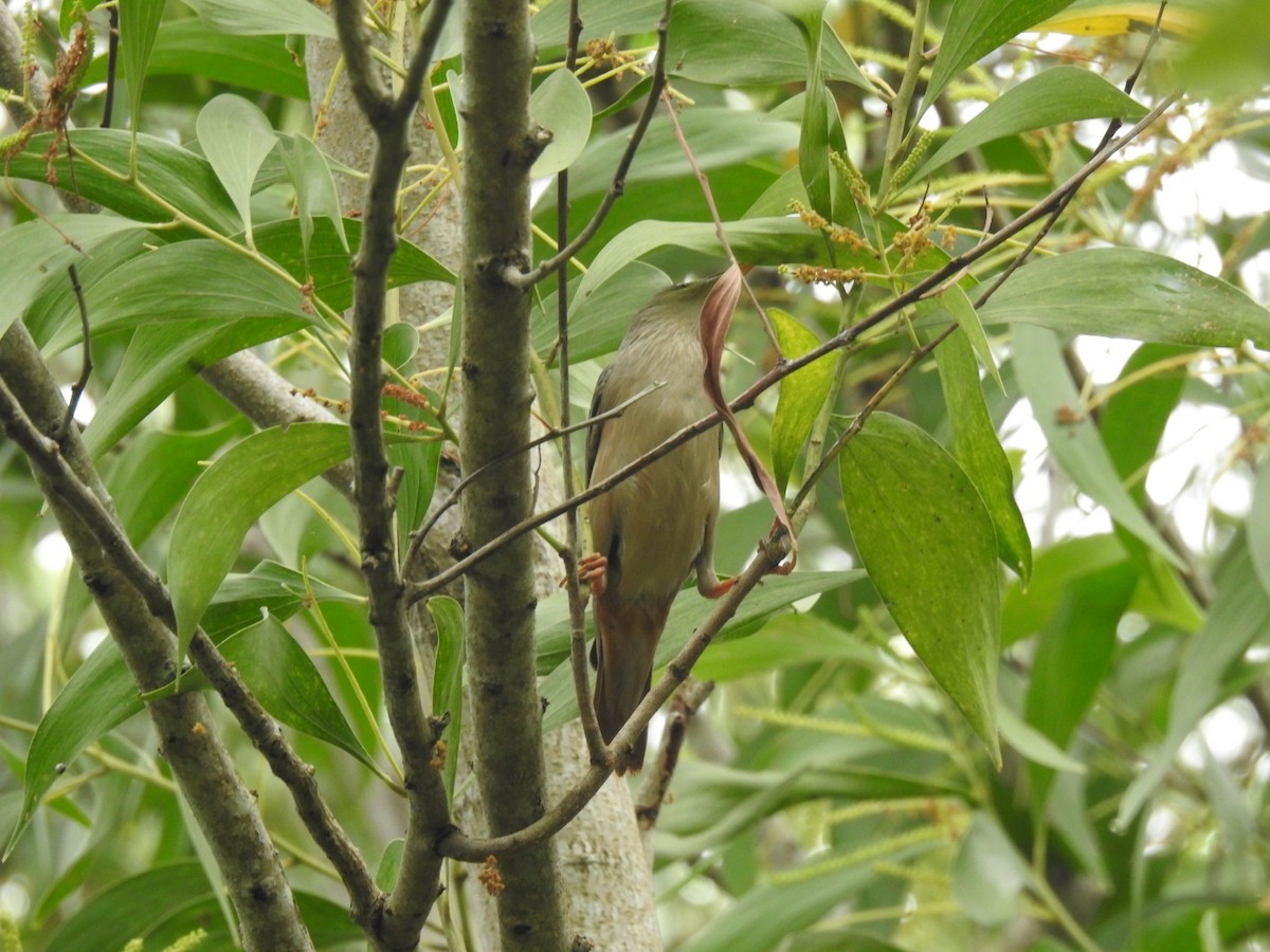 Chestnut-tailed/Malabar Starling - ML613167142