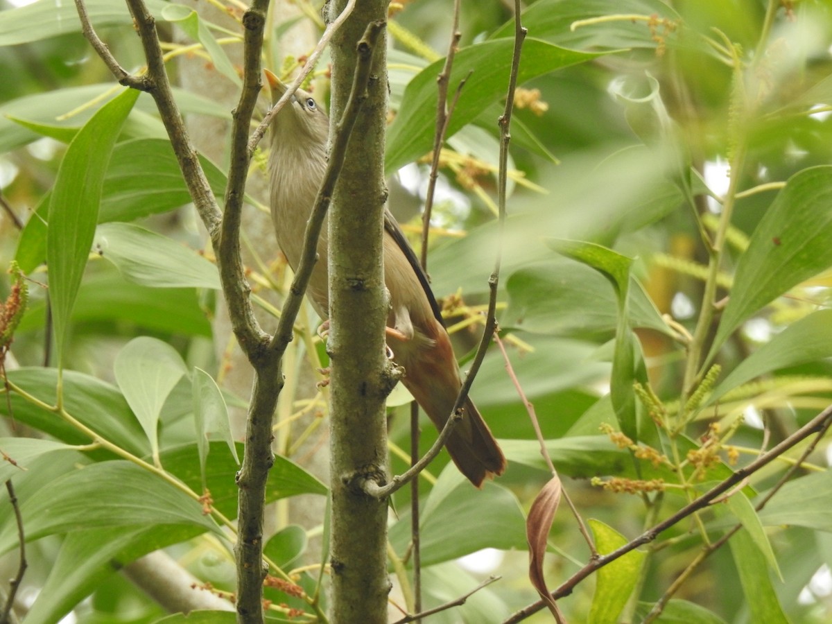 Chestnut-tailed/Malabar Starling - ML613167154