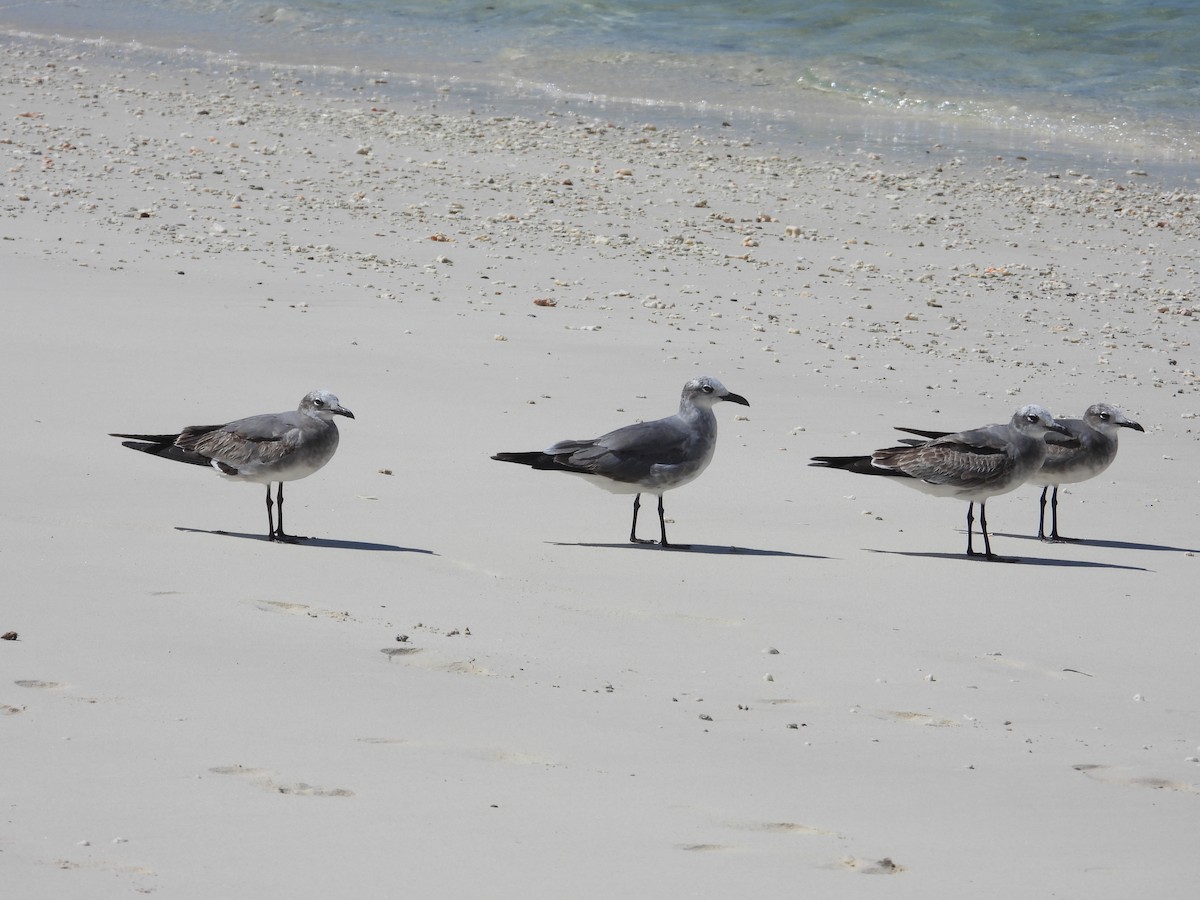 Laughing Gull - Ricardo Bedia