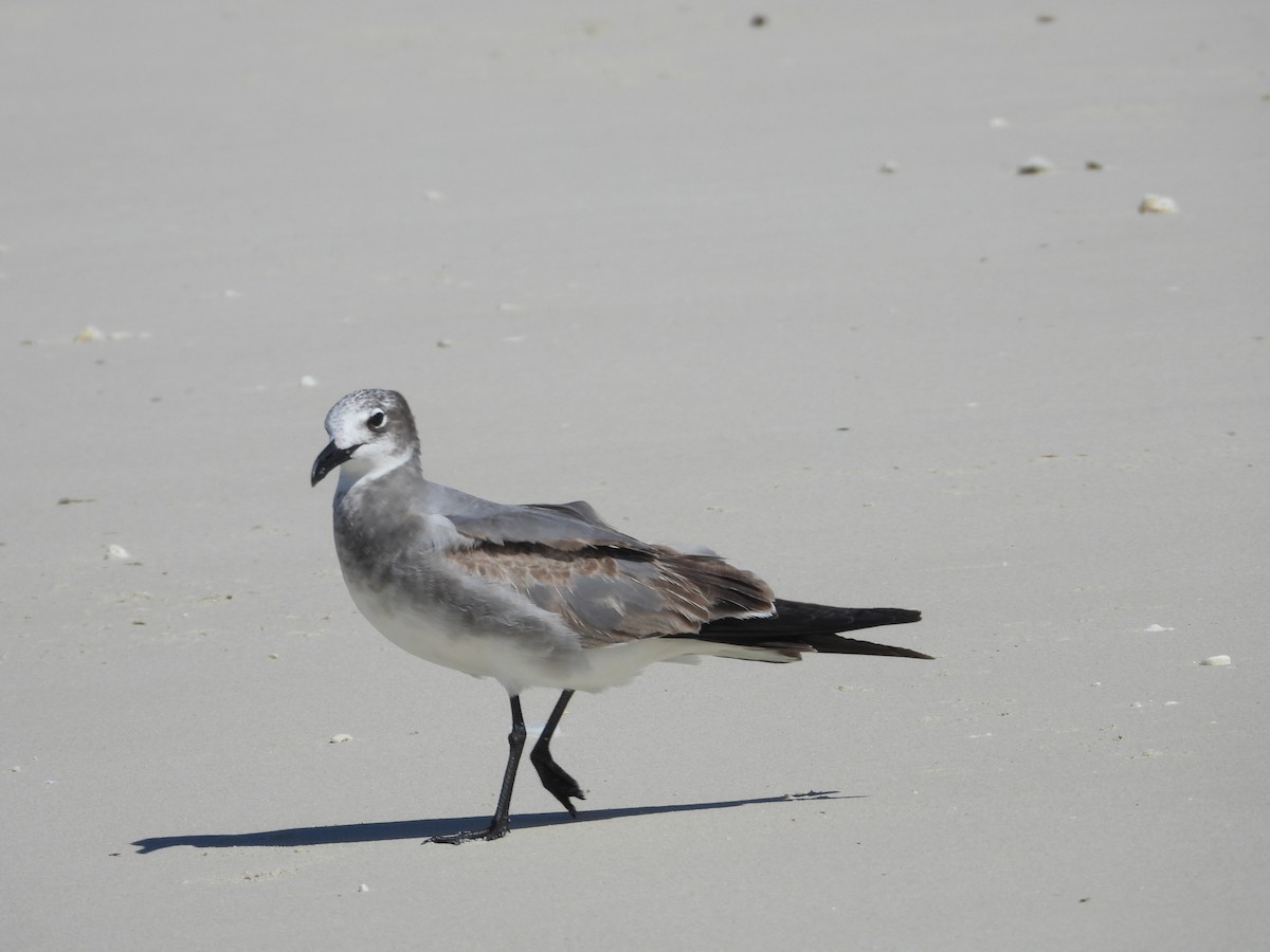 Mouette atricille - ML613167202