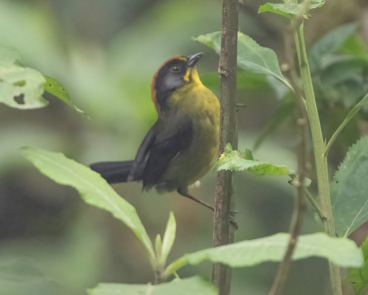 Bolivian Brushfinch - ML613167232