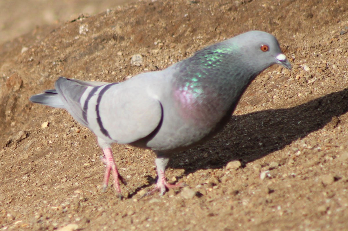 Rock Pigeon (Feral Pigeon) - ML613167271