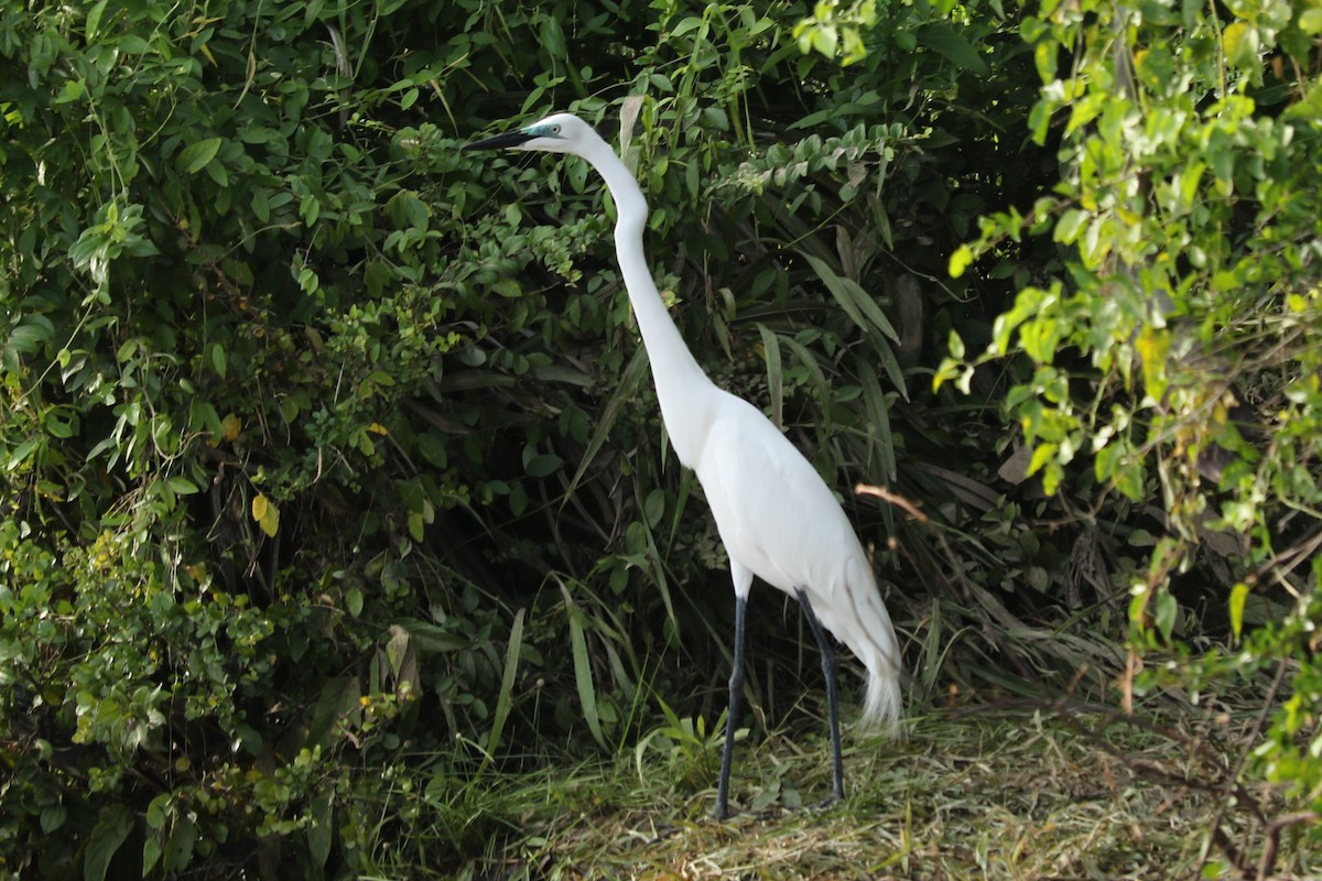 Great Egret - ML613167284