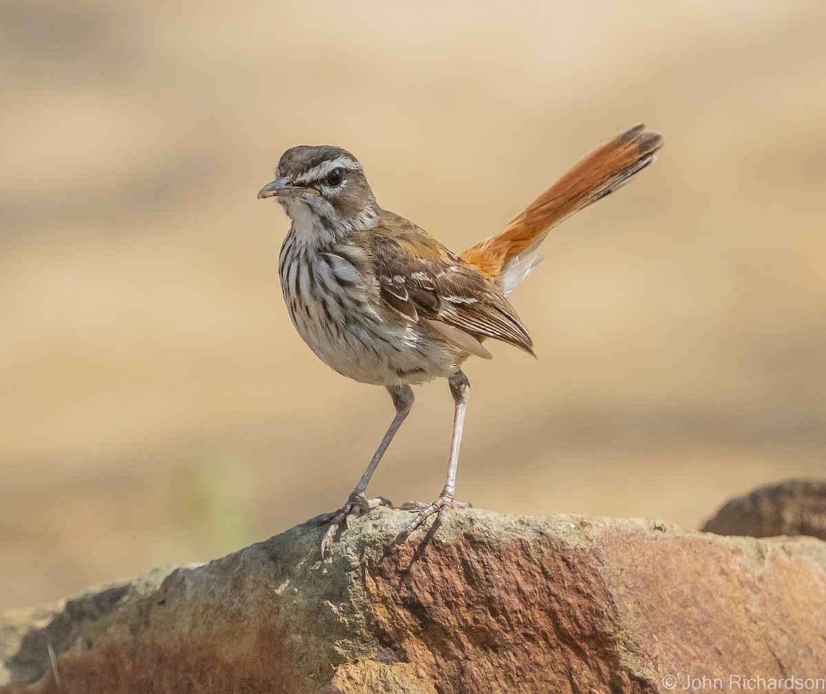 Red-backed Scrub-Robin - ML613167285