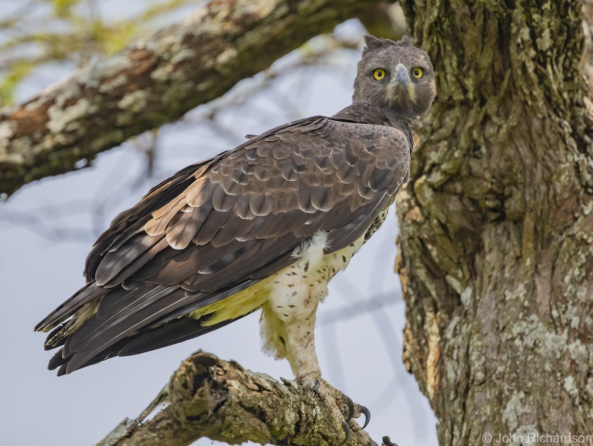 Martial Eagle - ML613167316