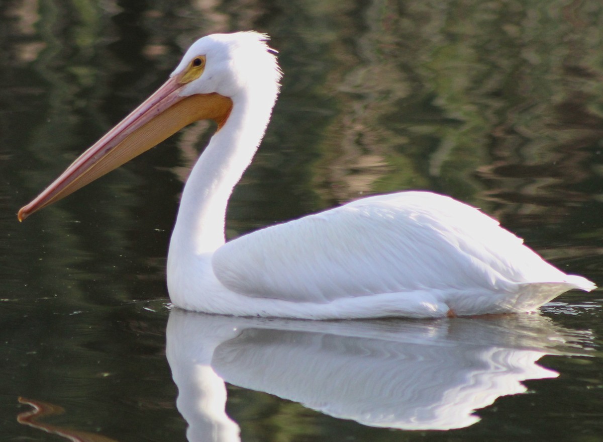 American White Pelican - Kenneth Showalter