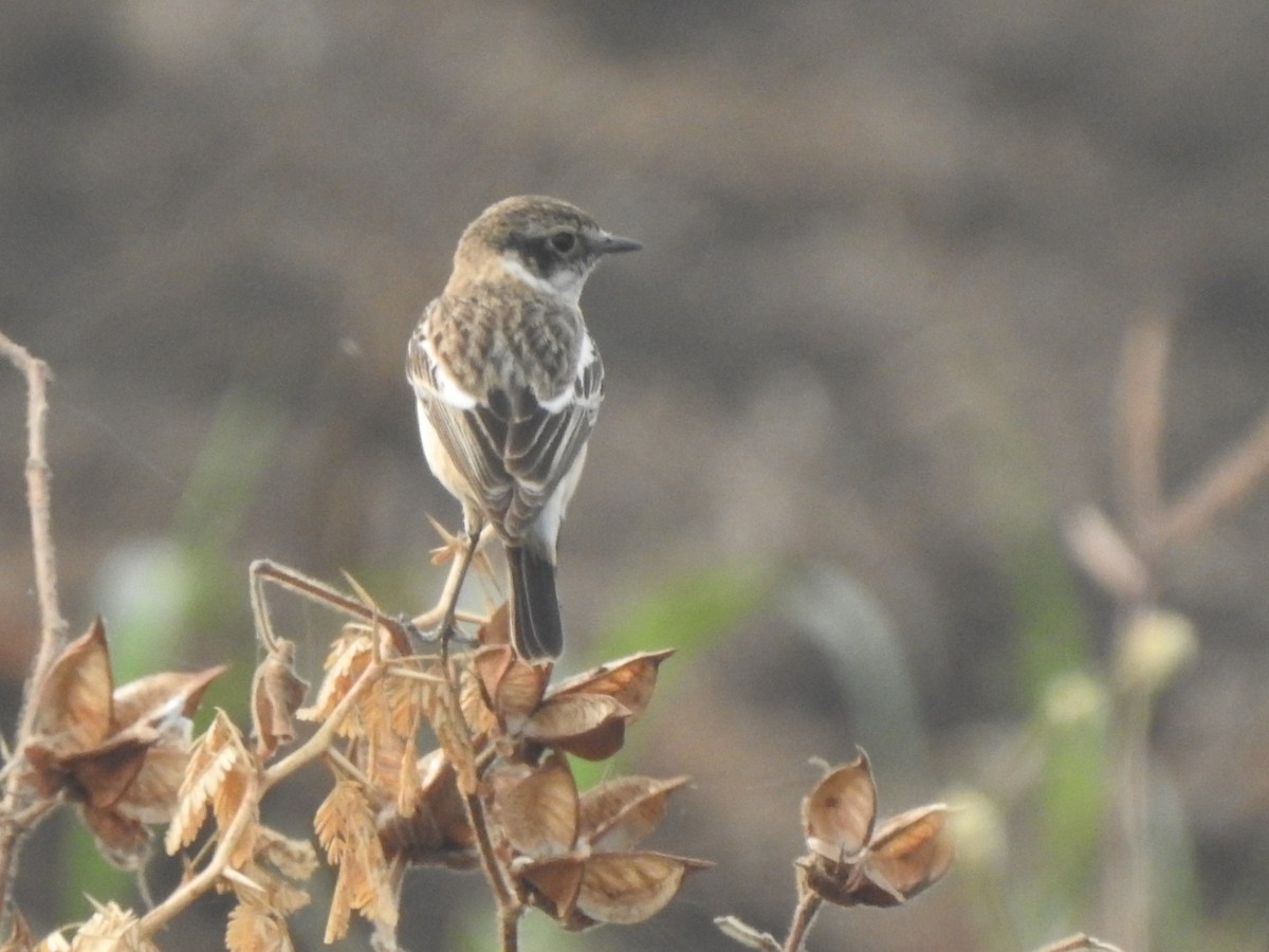 Siberian Stonechat - ML613167362