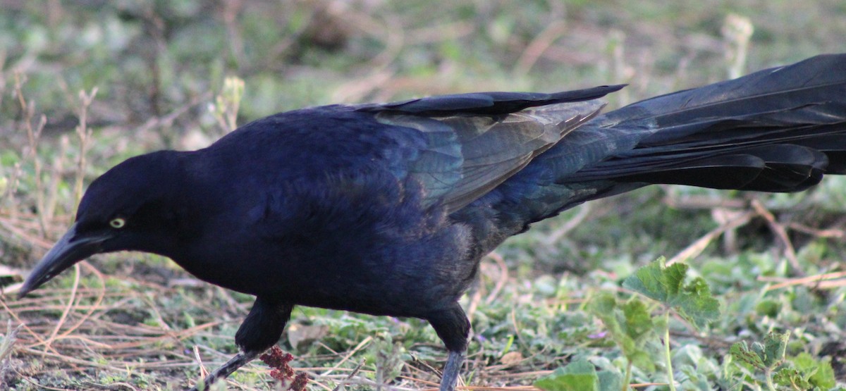 Great-tailed Grackle - ML613167376