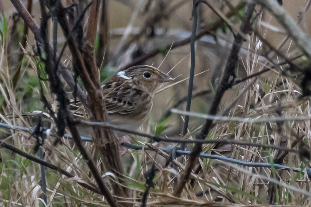 Grasshopper Sparrow - ML613167382