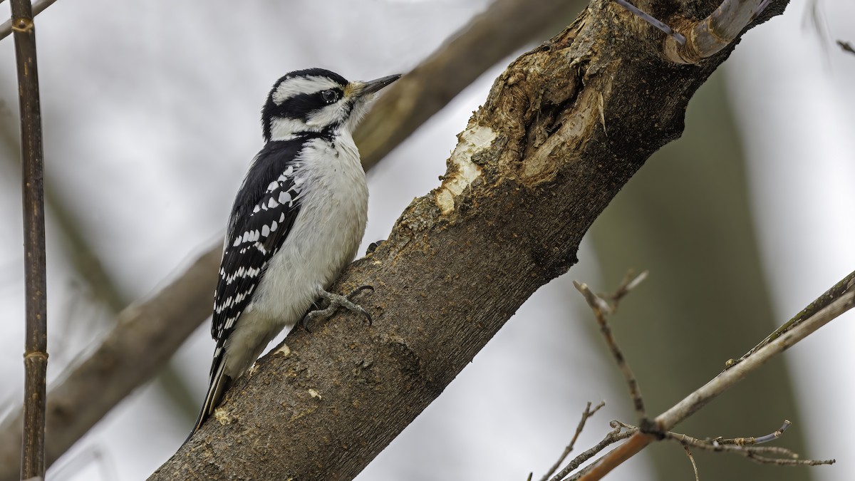 Hairy Woodpecker - Daniel Jauvin