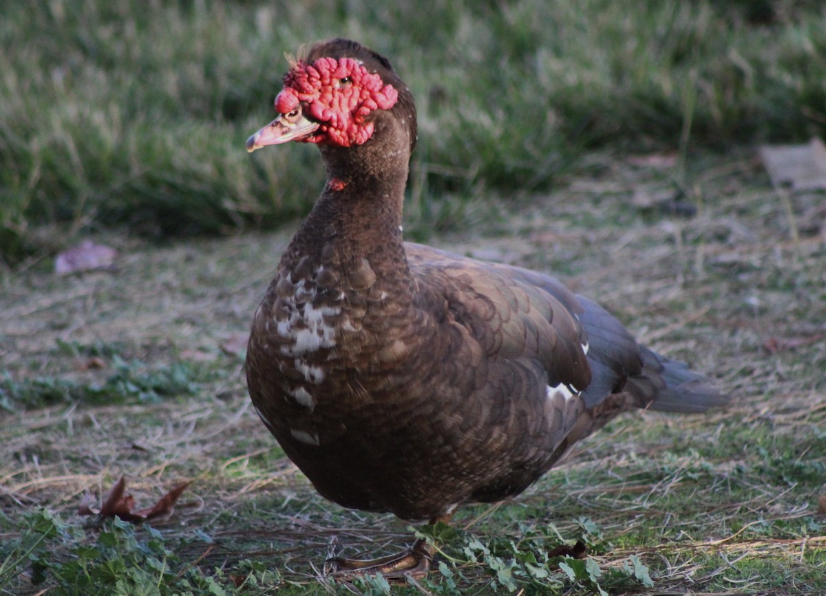 Muscovy Duck (Domestic type) - ML613167395