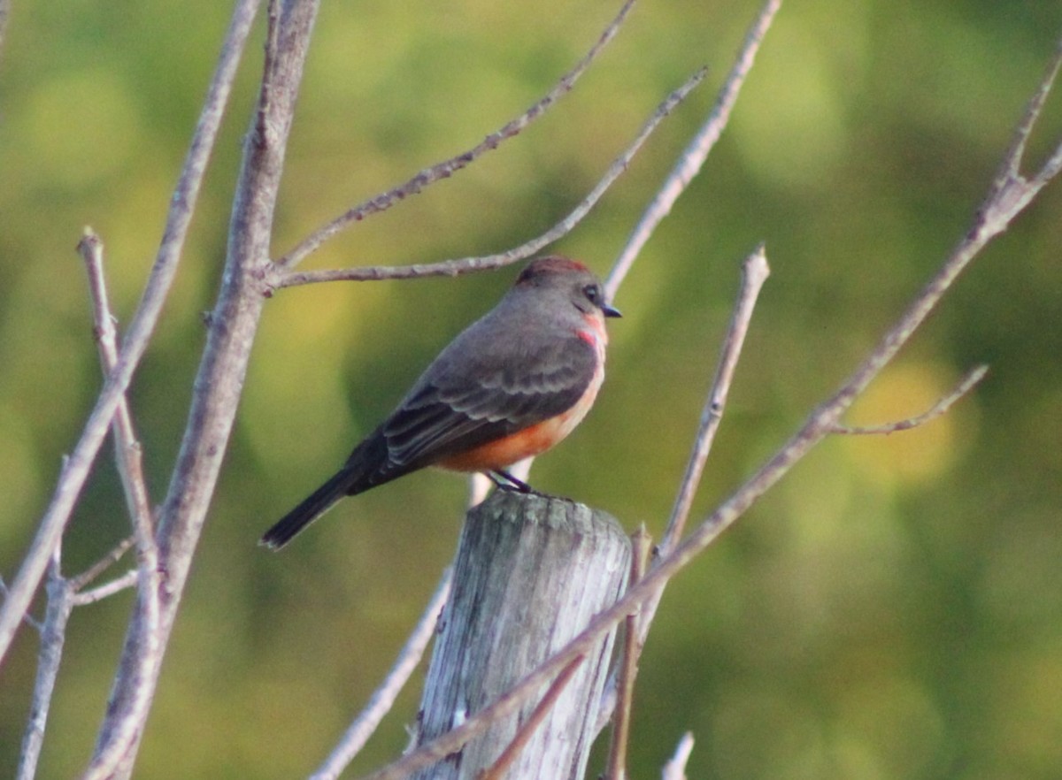 Vermilion Flycatcher - ML613167418