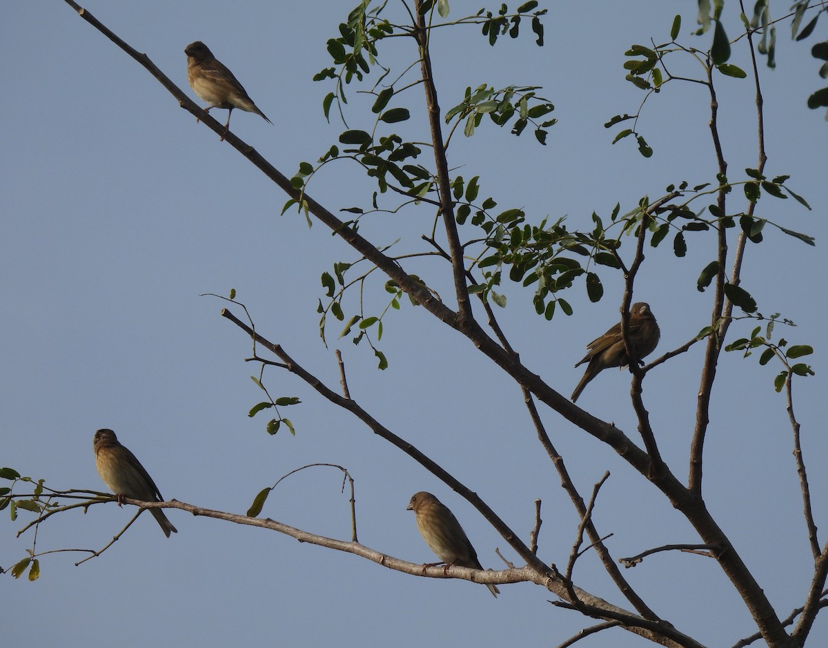 Common Rosefinch - ML613167567