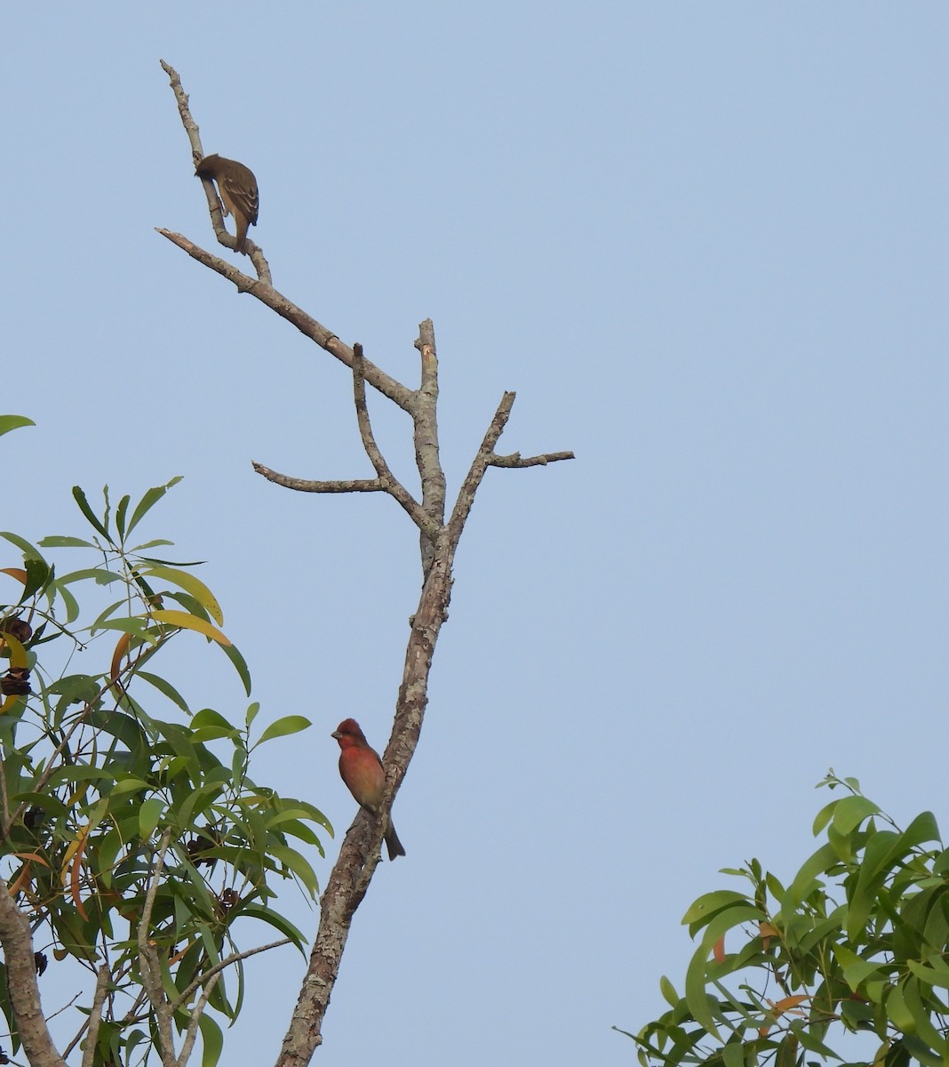 Common Rosefinch - ML613167573