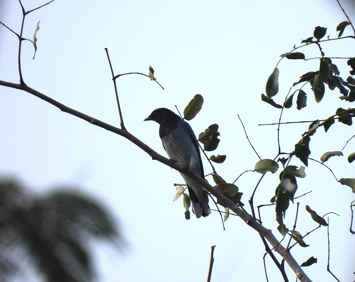 Black-headed Cuckooshrike - ML613167583