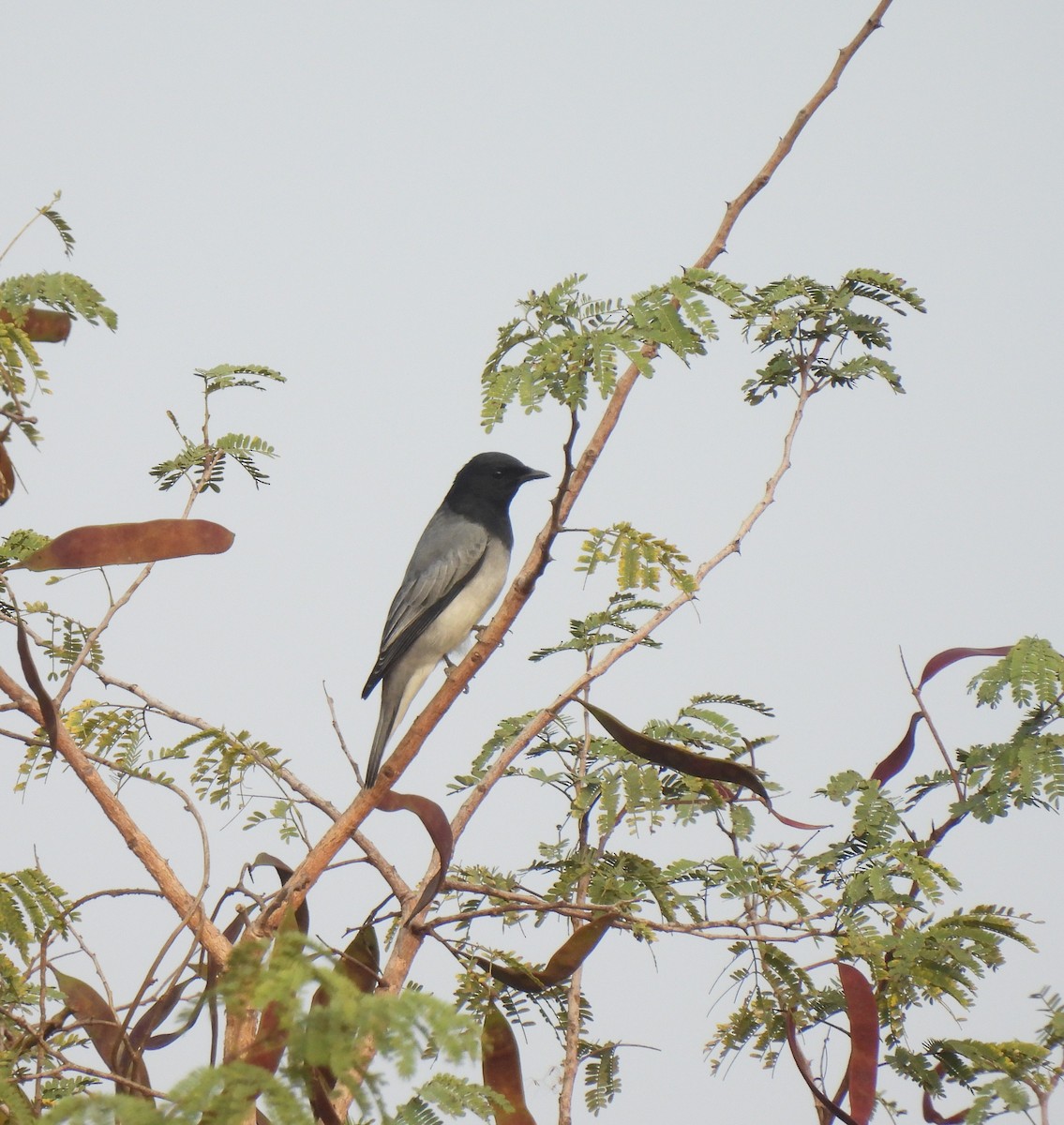 Black-headed Cuckooshrike - ML613167589