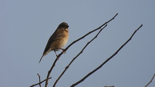 Common Rosefinch - ML613167606