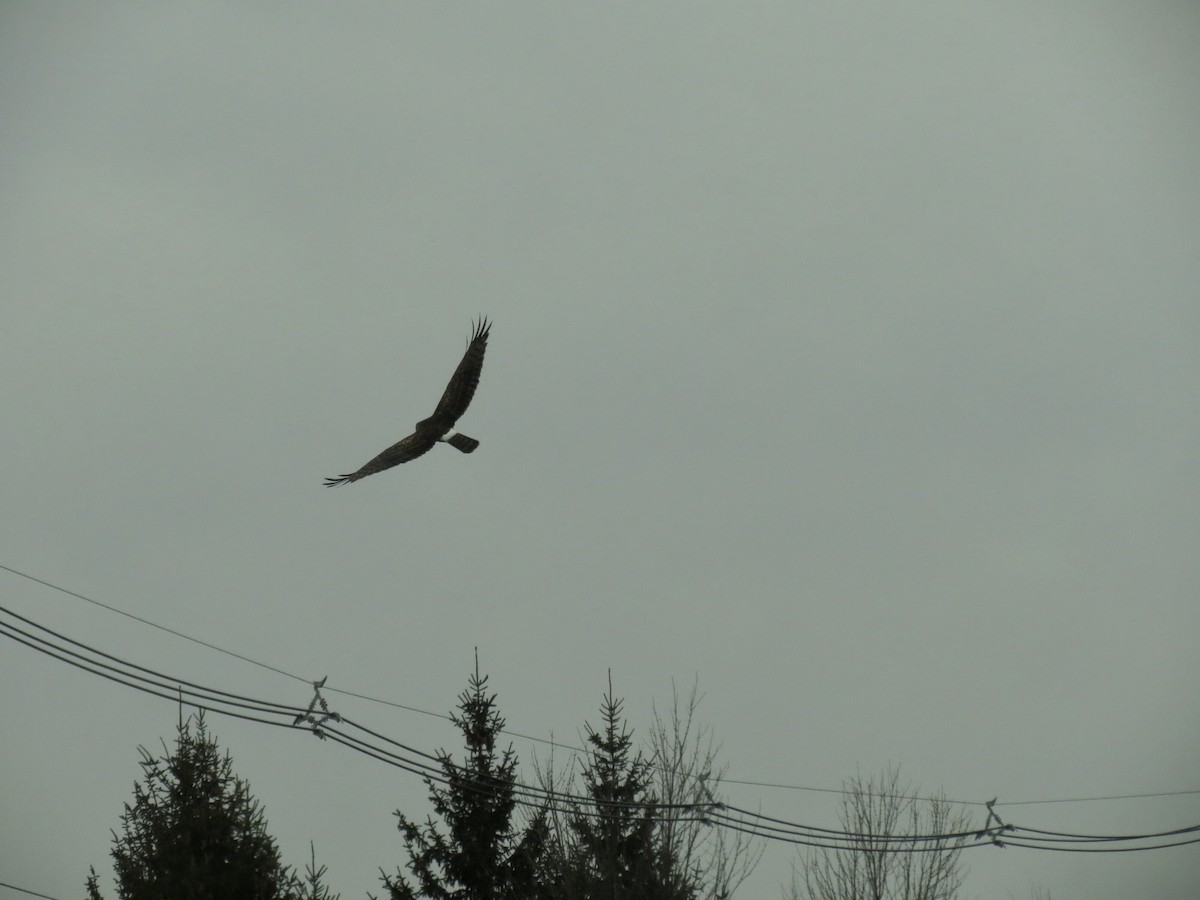 Northern Harrier - ML613167613