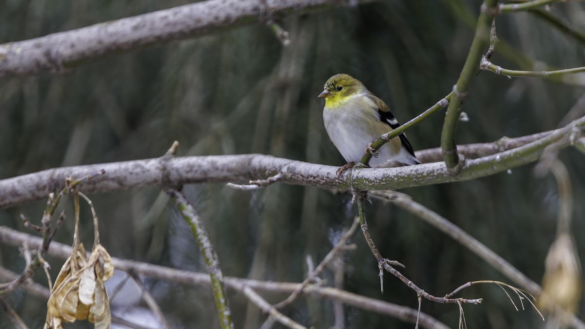 American Goldfinch - Daniel Jauvin