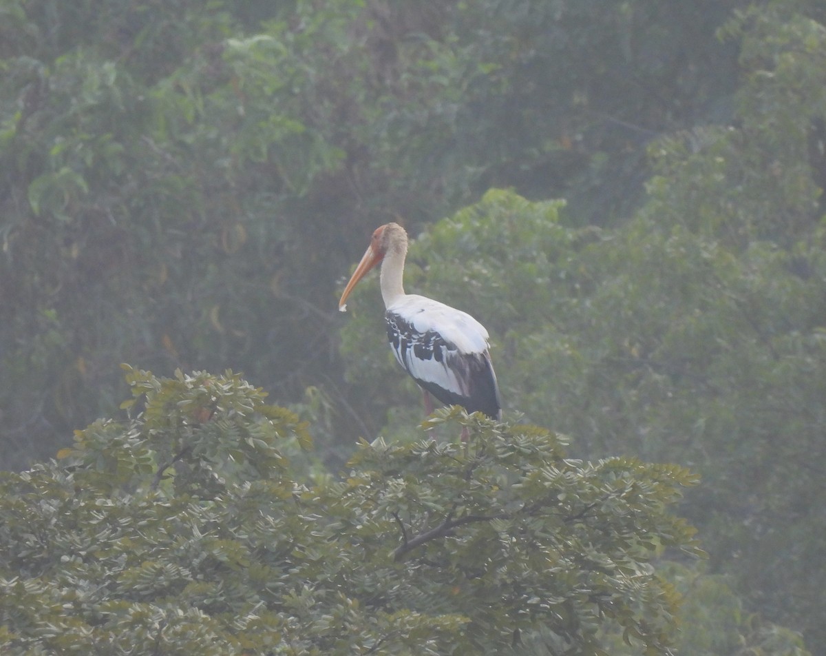 Painted Stork - ML613167731