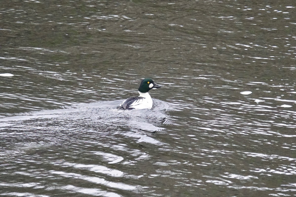 Common Goldeneye - ML613167781