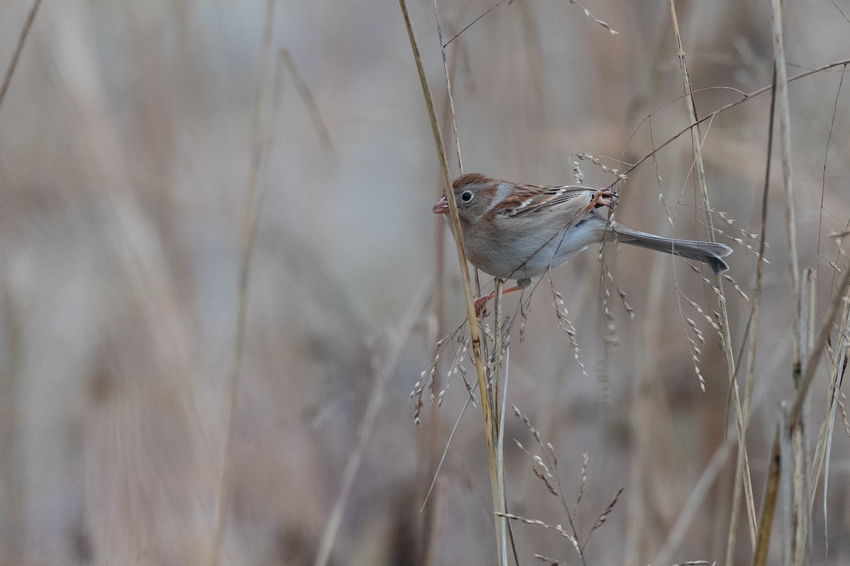 Field Sparrow - ML613167880