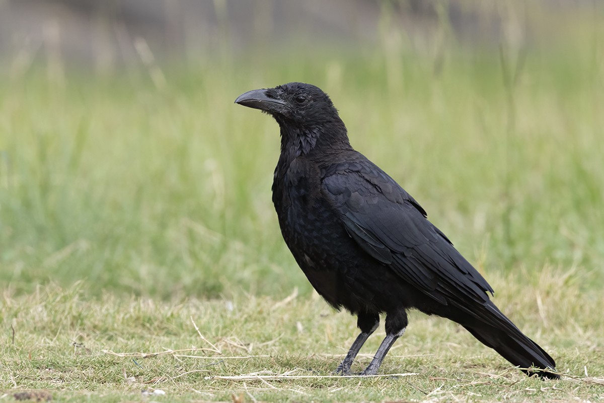 Carrion Crow - ML613167895