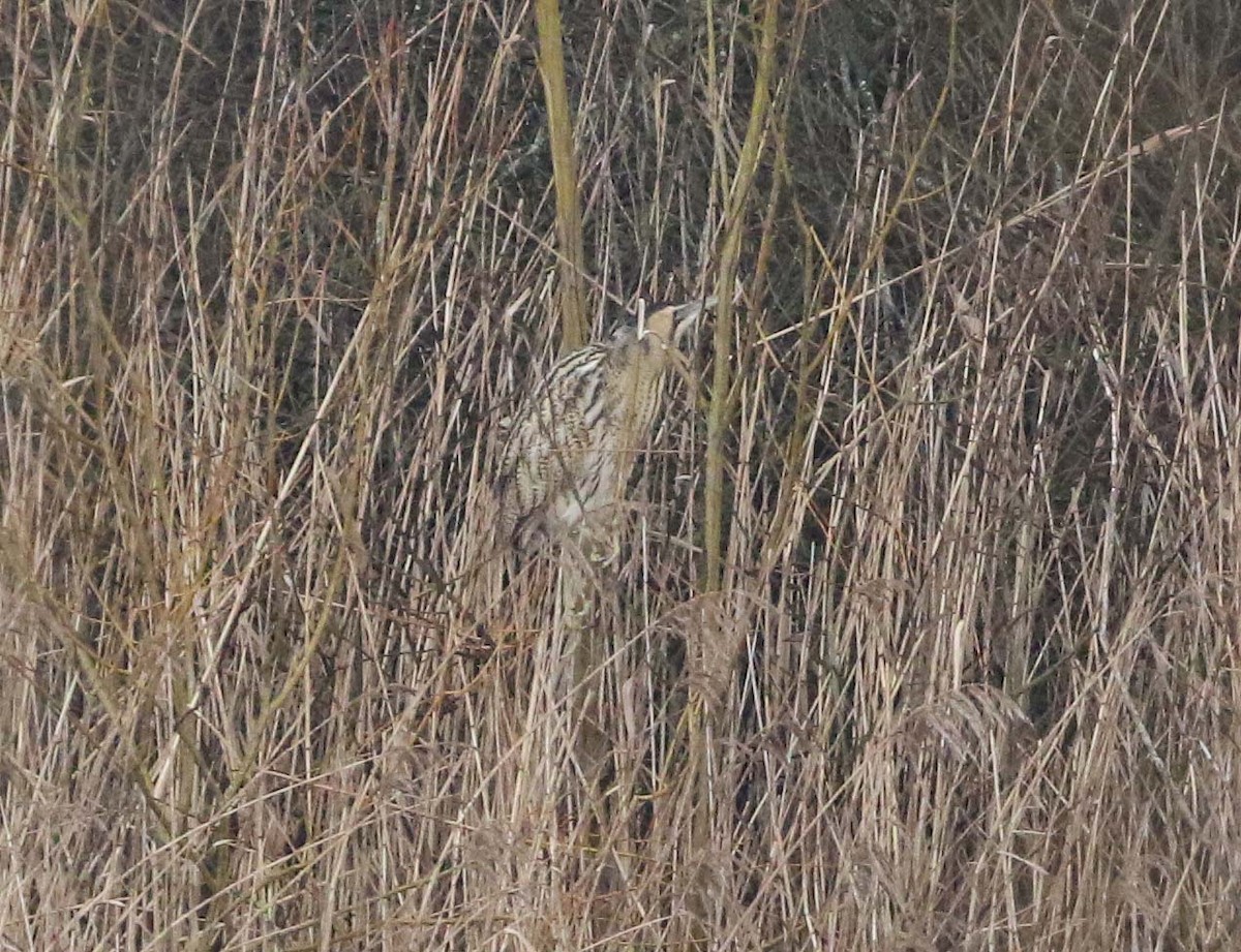 Great Bittern - ML613168002