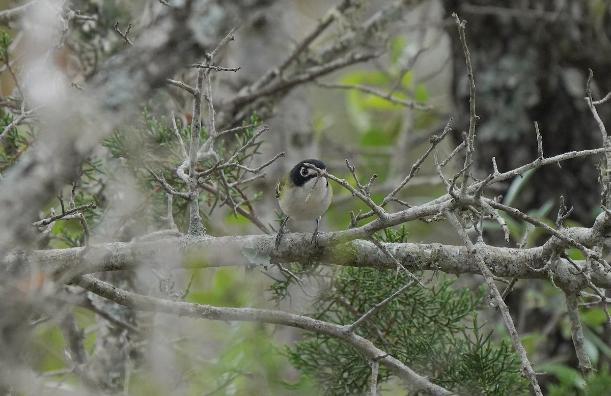 Vireo Cabecinegro - ML613168033