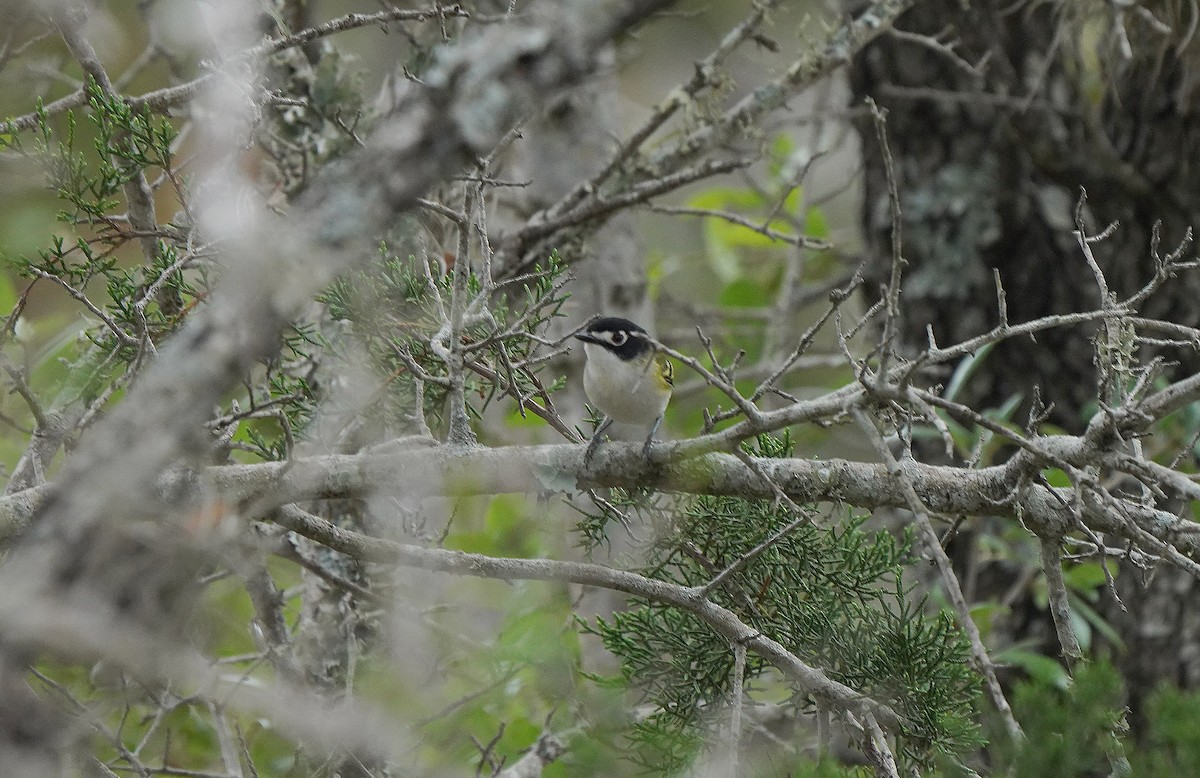 Black-capped Vireo - ML613168034