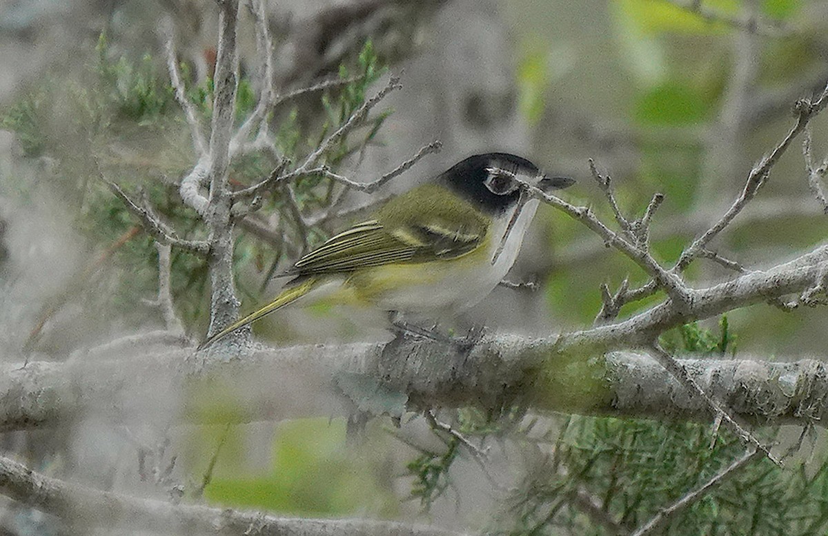 Vireo Cabecinegro - ML613168047