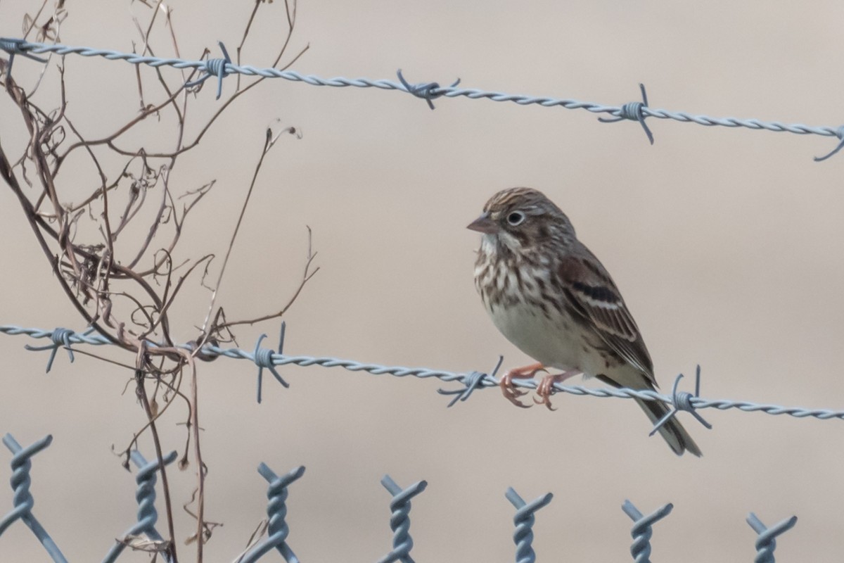 Vesper Sparrow - ML613168075