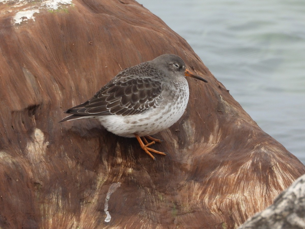 Purple Sandpiper - ML613168115