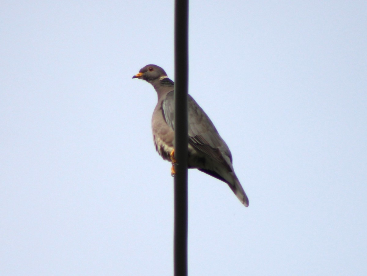 Band-tailed Pigeon - ML613168155