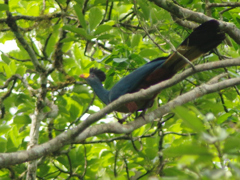 Great Blue Turaco - ML613168196