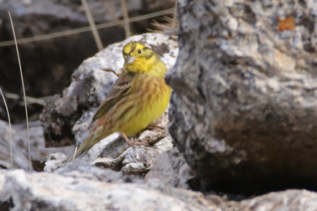 Yellowhammer - ML613168200