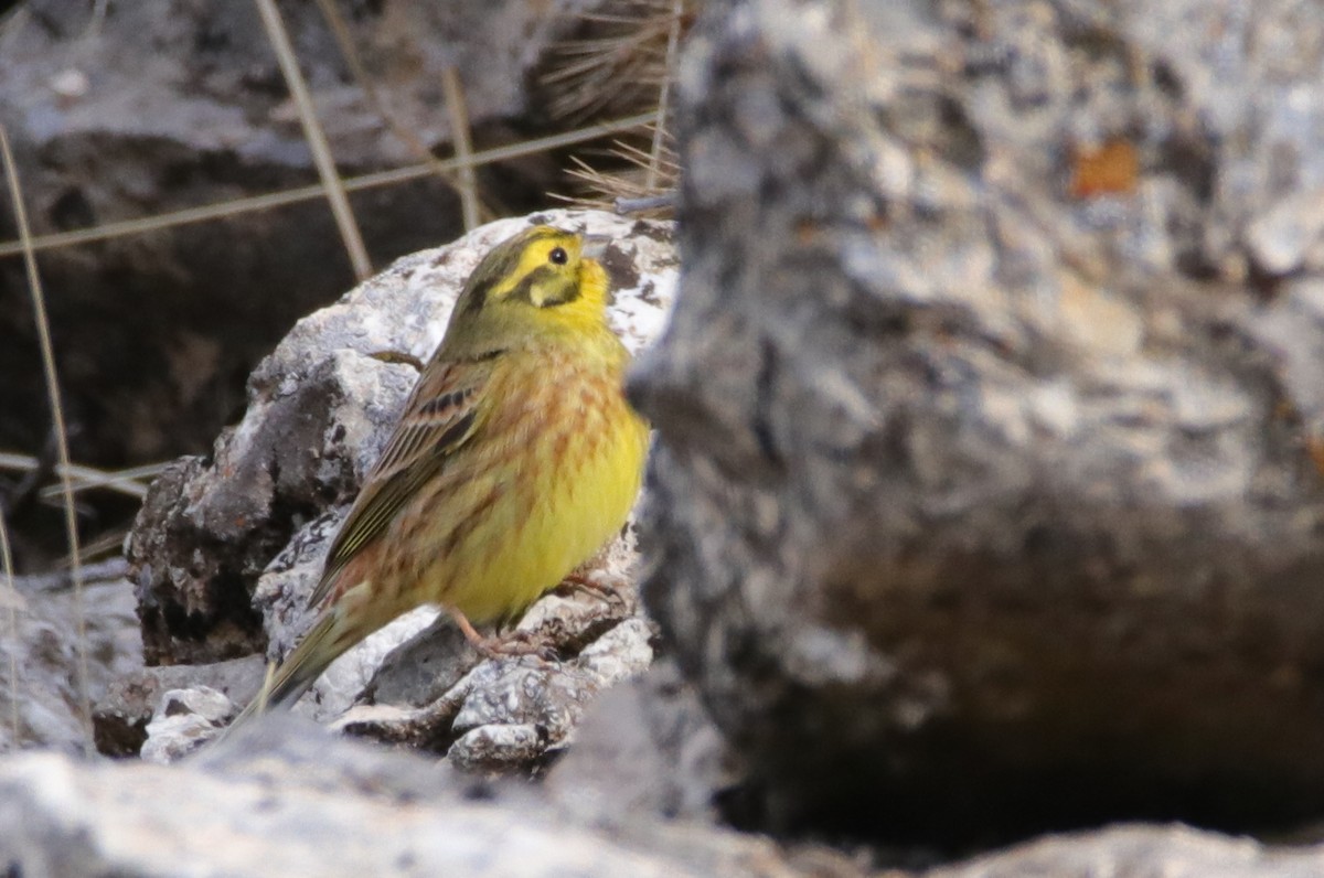 Yellowhammer - ML613168201