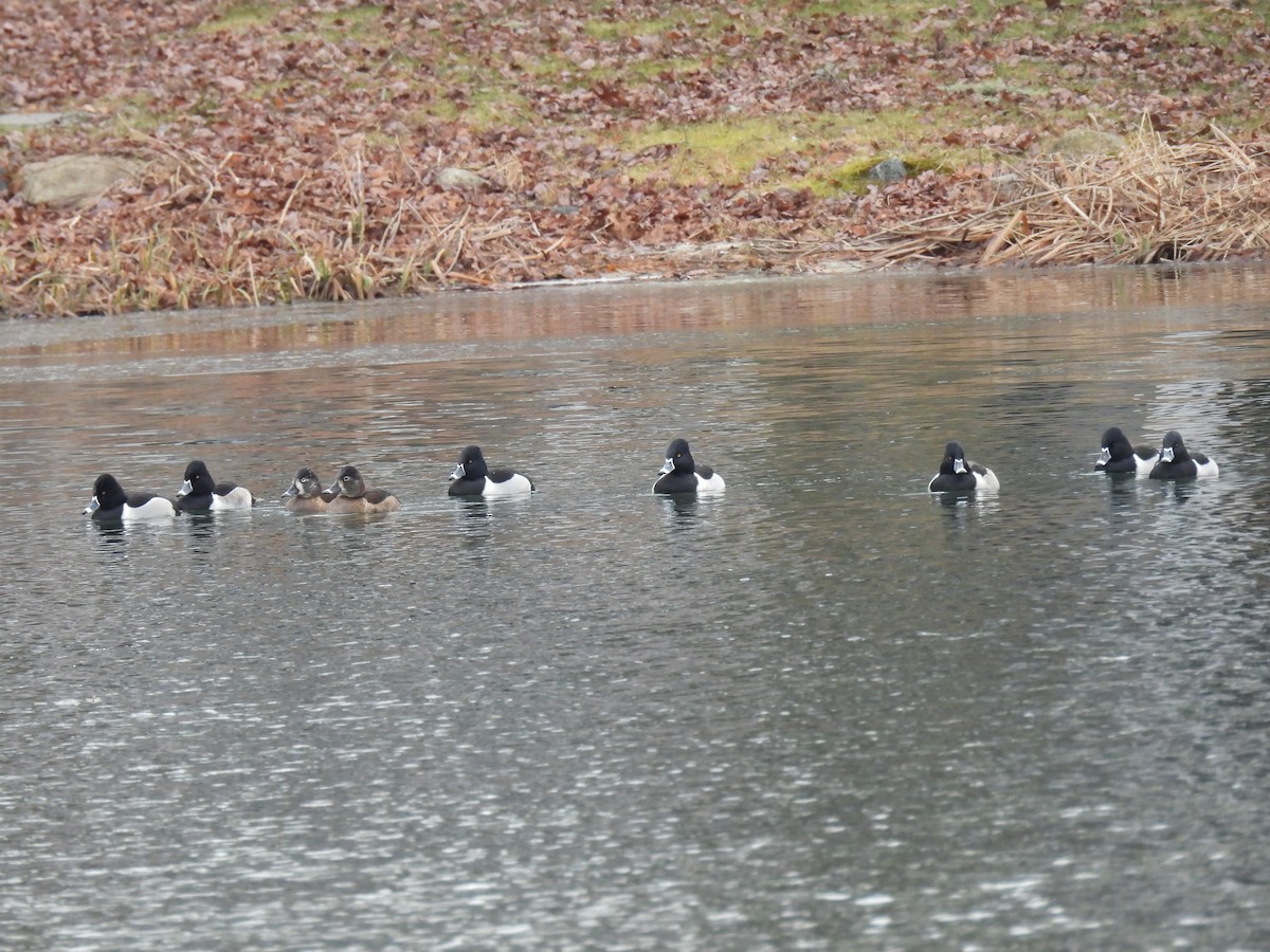 Ring-necked Duck - Lisa Schibley