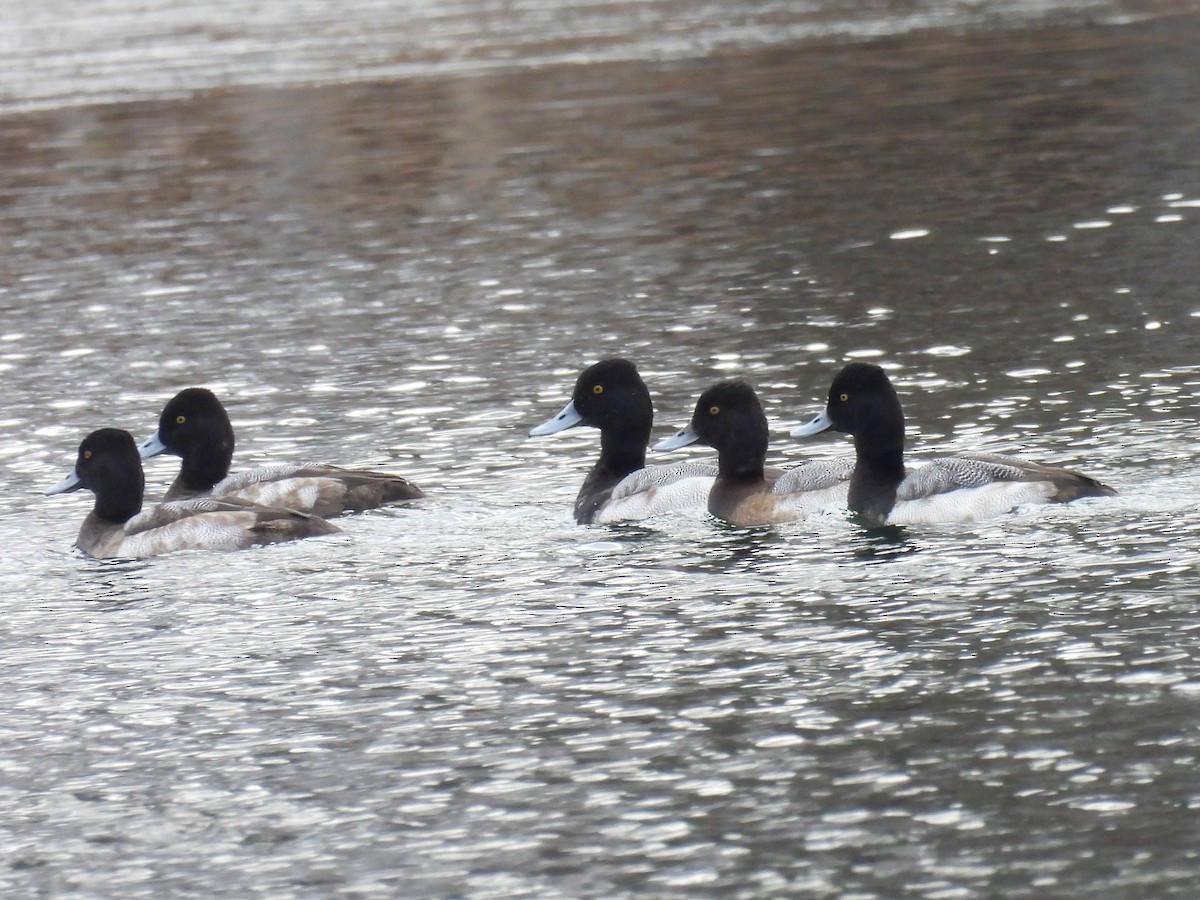 Lesser Scaup - ML613168260