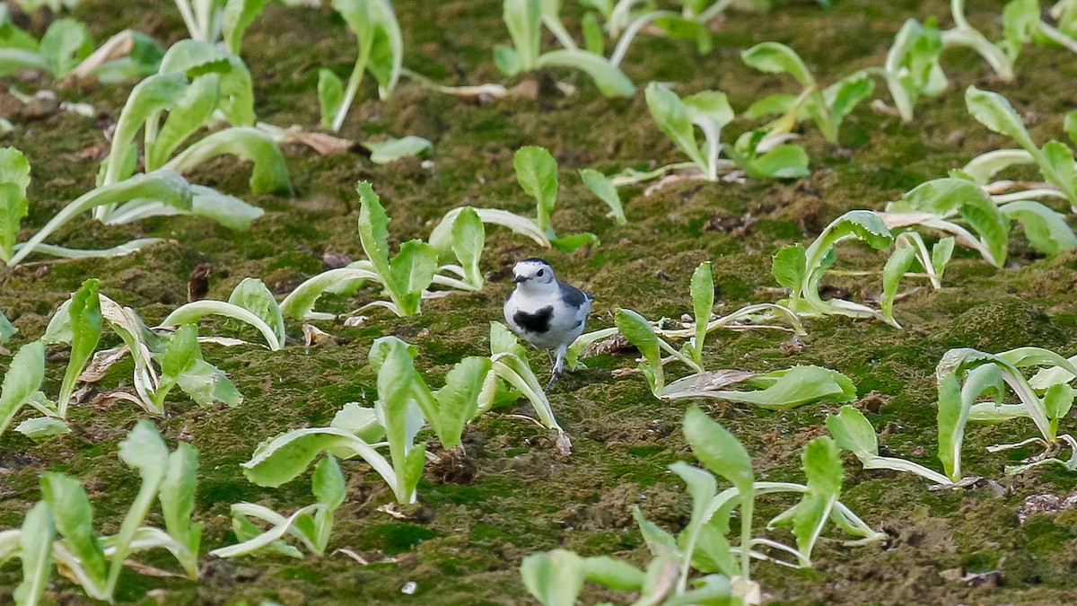 White Wagtail (Chinese) - ML613168267