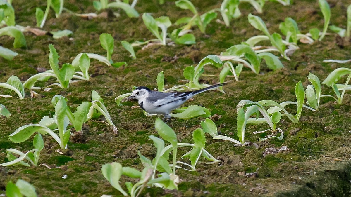 konipas bílý (ssp. leucopsis) - ML613168272