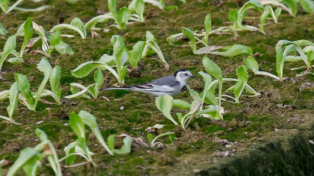 White Wagtail (Chinese) - ML613168275