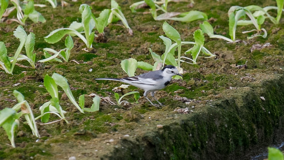 White Wagtail (Chinese) - ML613168277